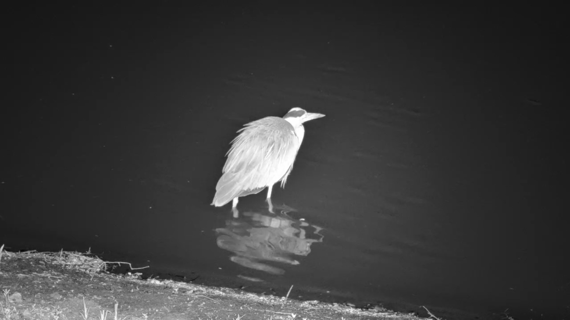 On the Lookout: Heron Waits Patiently to Strike
