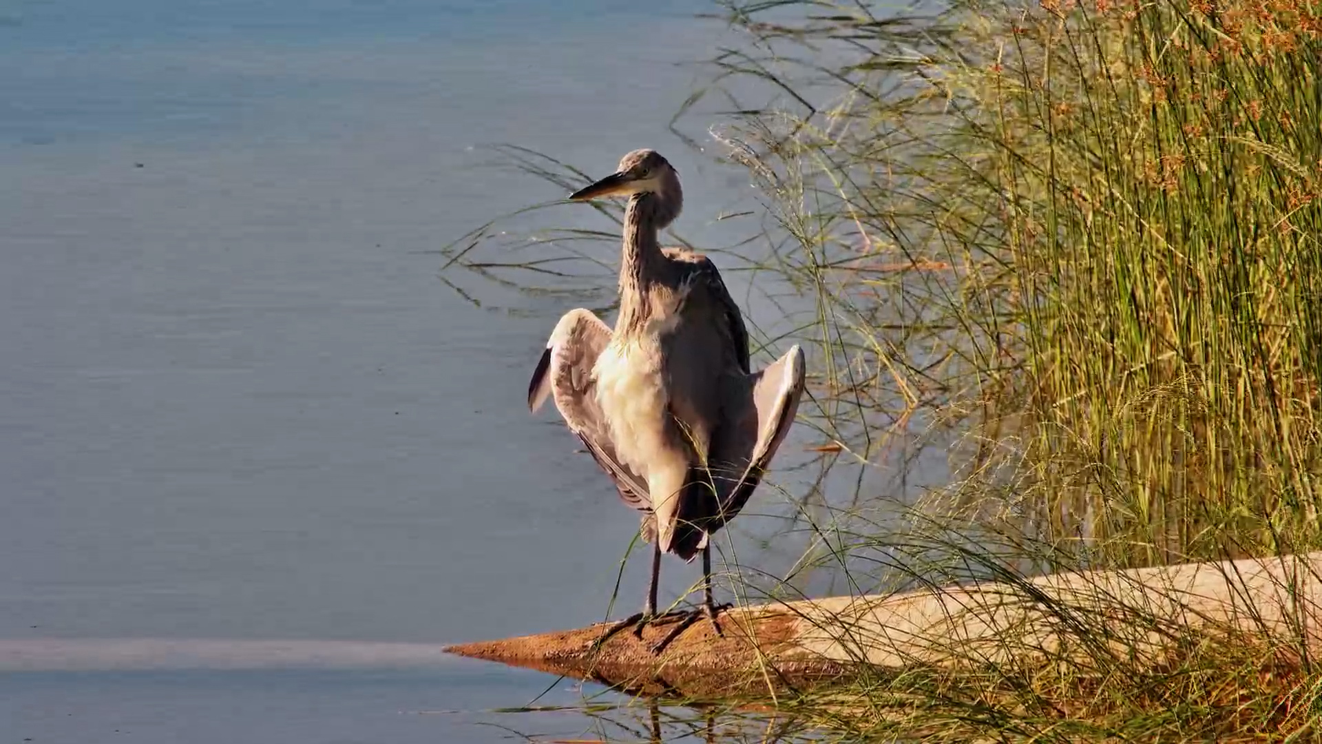 Grey Heron Wing Flex