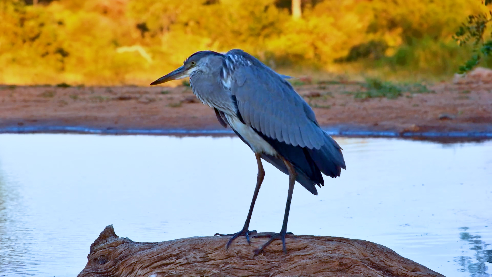 A Quiet Moment With a Young Grey Heron