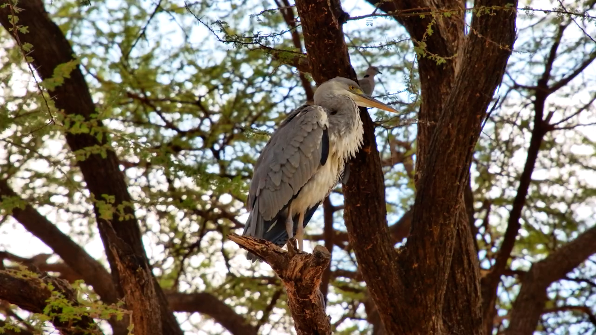 Heron Preening Session at Lentorre