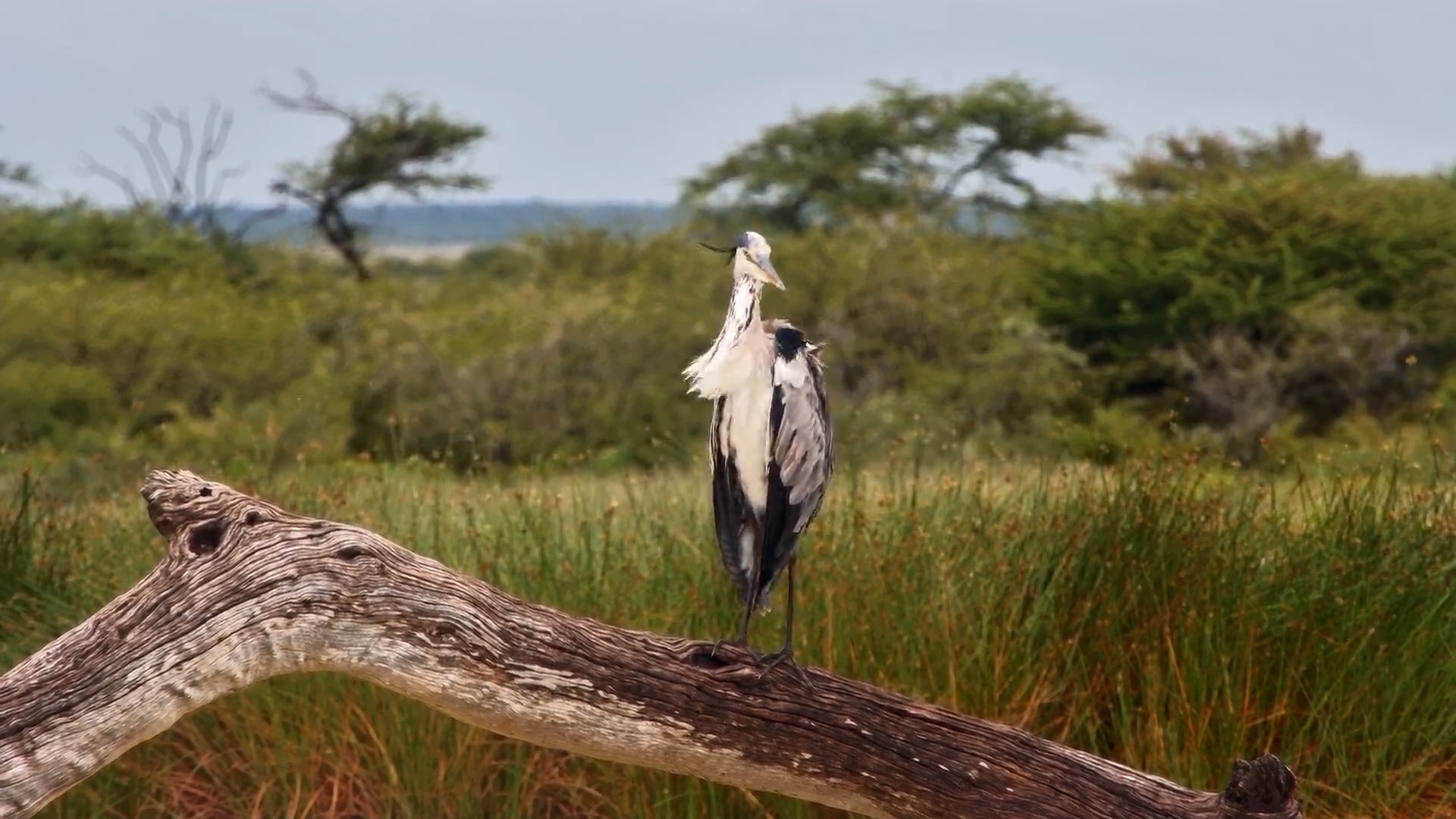 Majestic Heron's Sunset Routine in Namibia