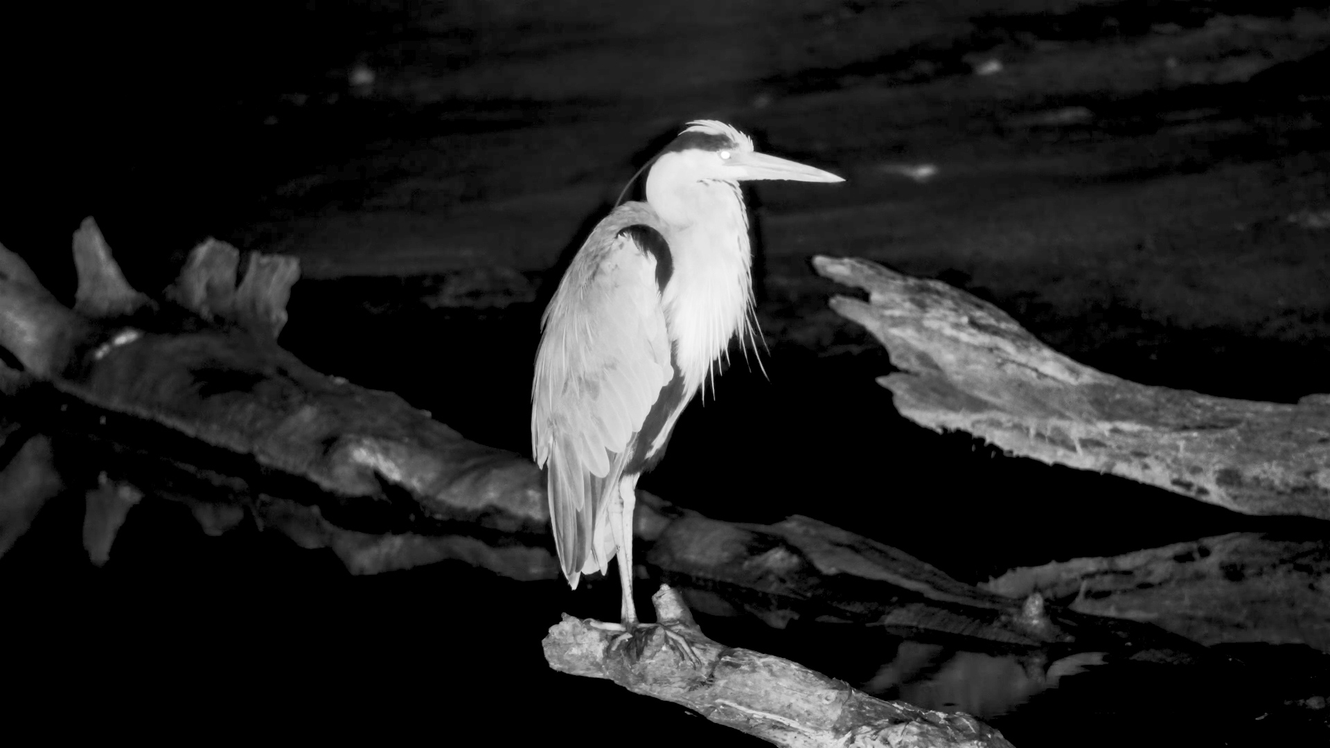 Grey Heron on Guard at Serondella