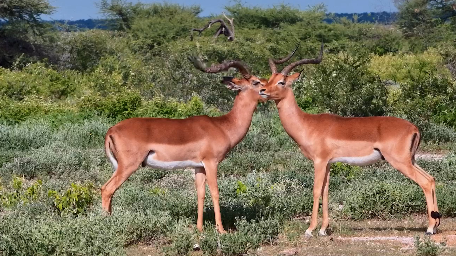 Impala Rams Show Their Softer Side