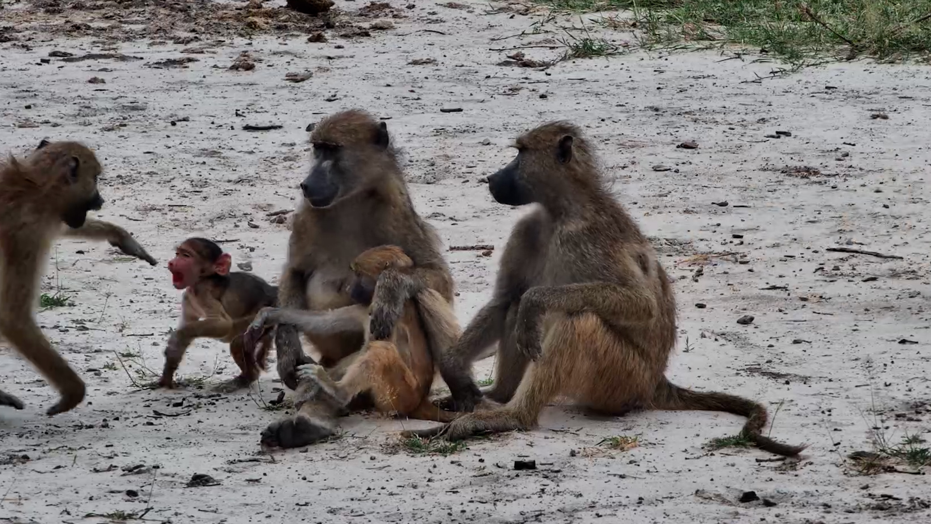 Troop Life in Action