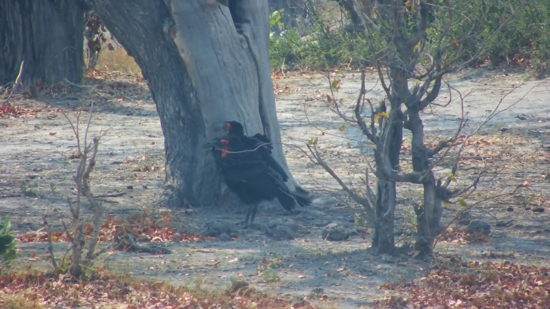 Ground Hornbills Moving Through the Bush