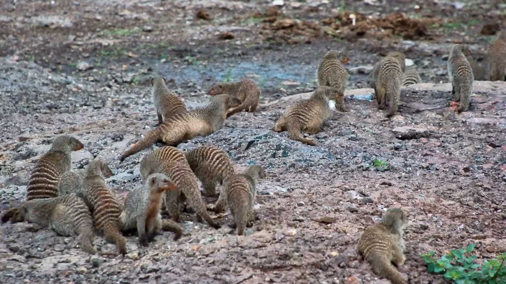 Banded Mongoose Party!