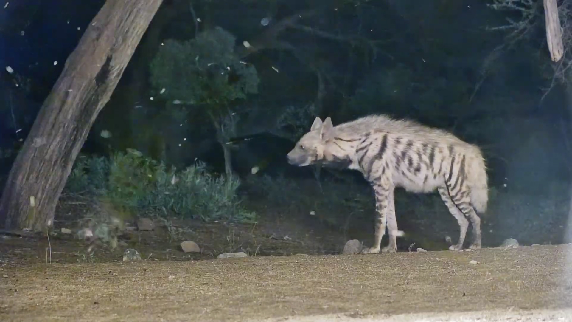 Striped Hyenas Snack on Flying Alates
