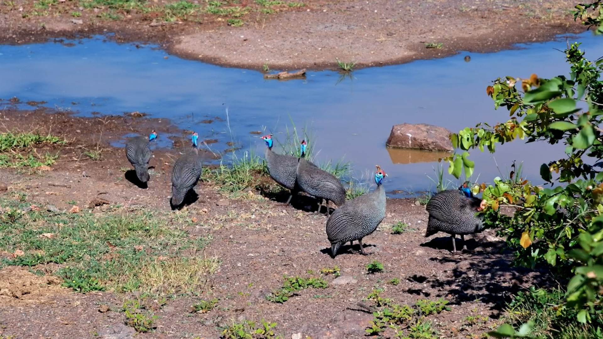 Iconic Guinea Fowls Drinking at Vic Falls Waterhole