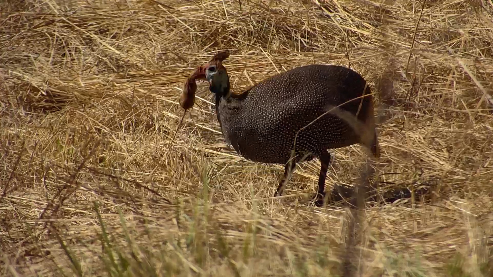 Is That Guinea Fowl Eating a mouse?!