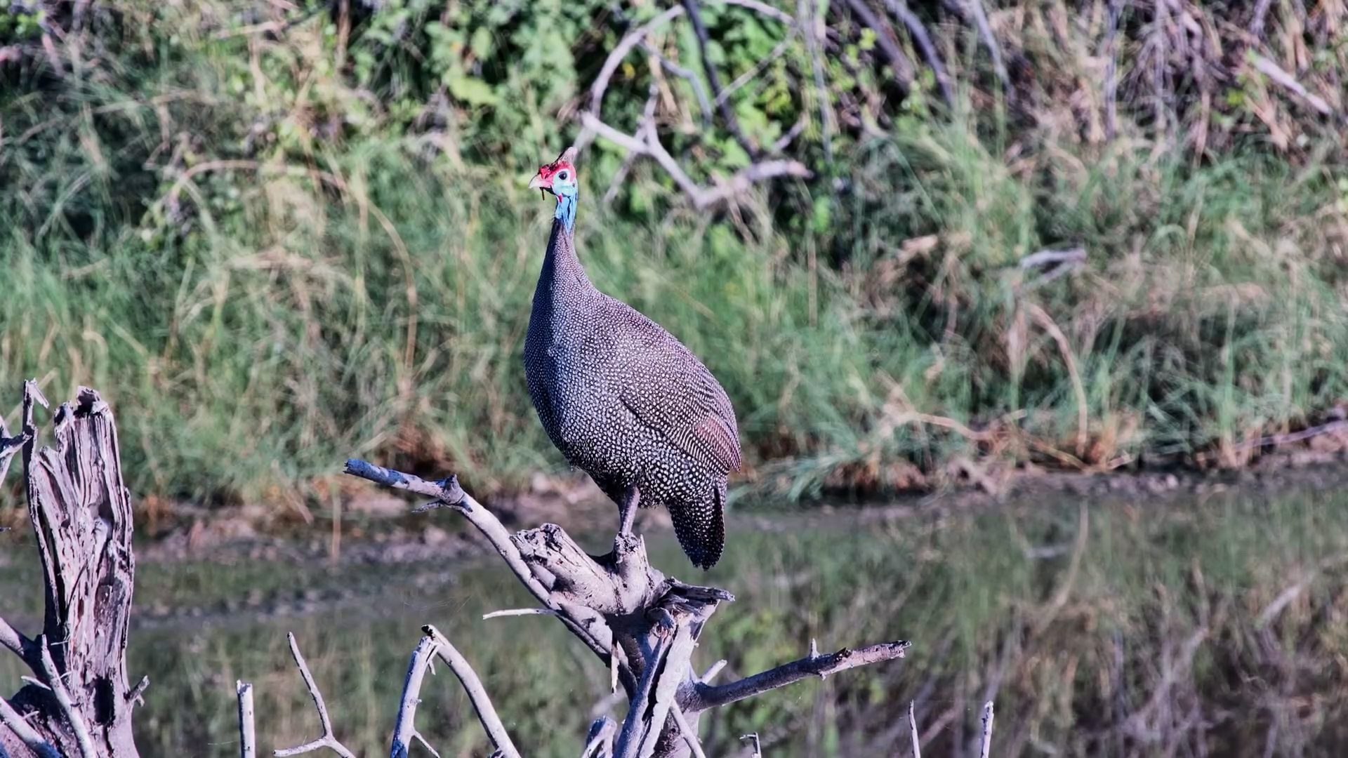 A Guineafowl's Satisfying Preening Session