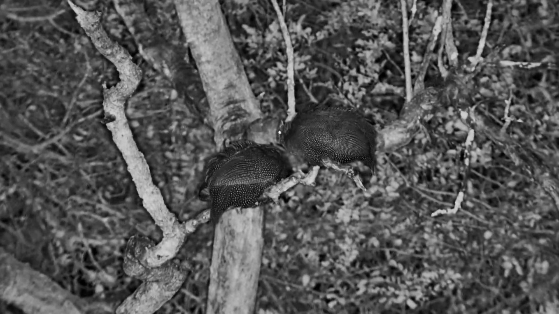 Helmeted Guineafowl Settle in the Trees for the Night