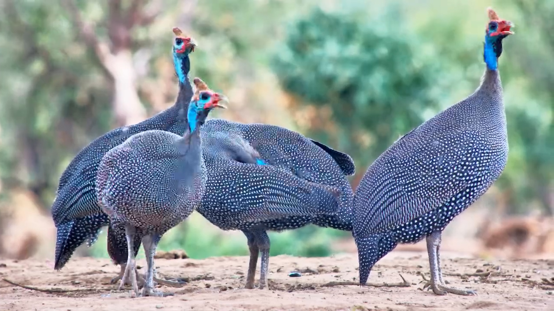 Helmeted Guinea Fowls Enjoy a Calm Drink