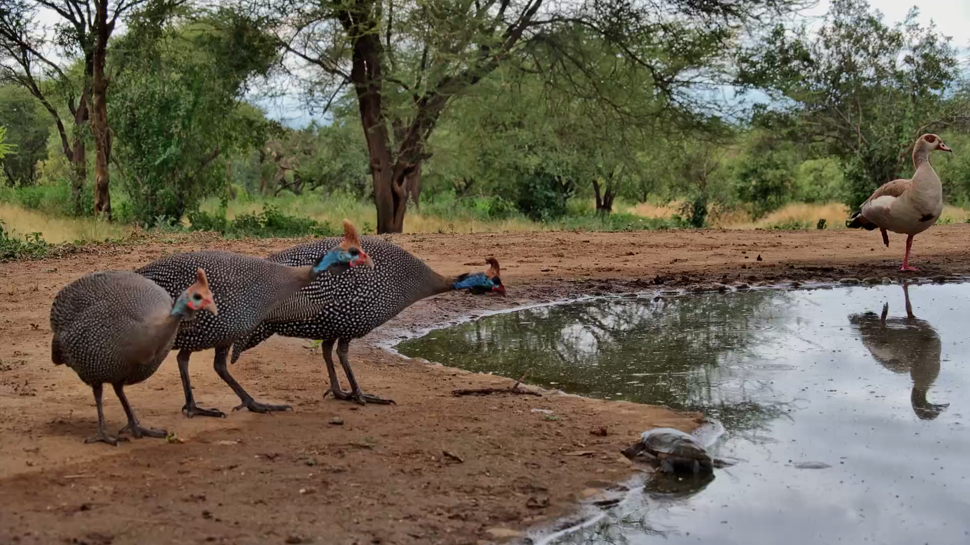 Guinea Fowl Didn't Quite Know What to Make of This Terrapin