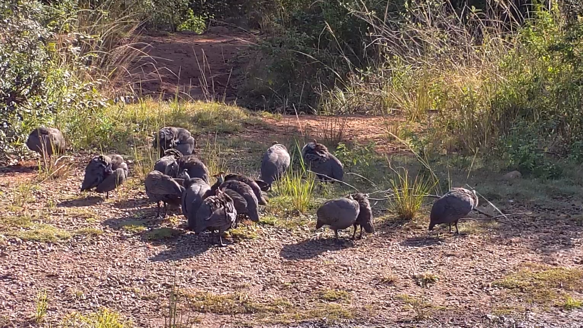 A Flock of Guinea Fowl Took Over the Water’s Edge