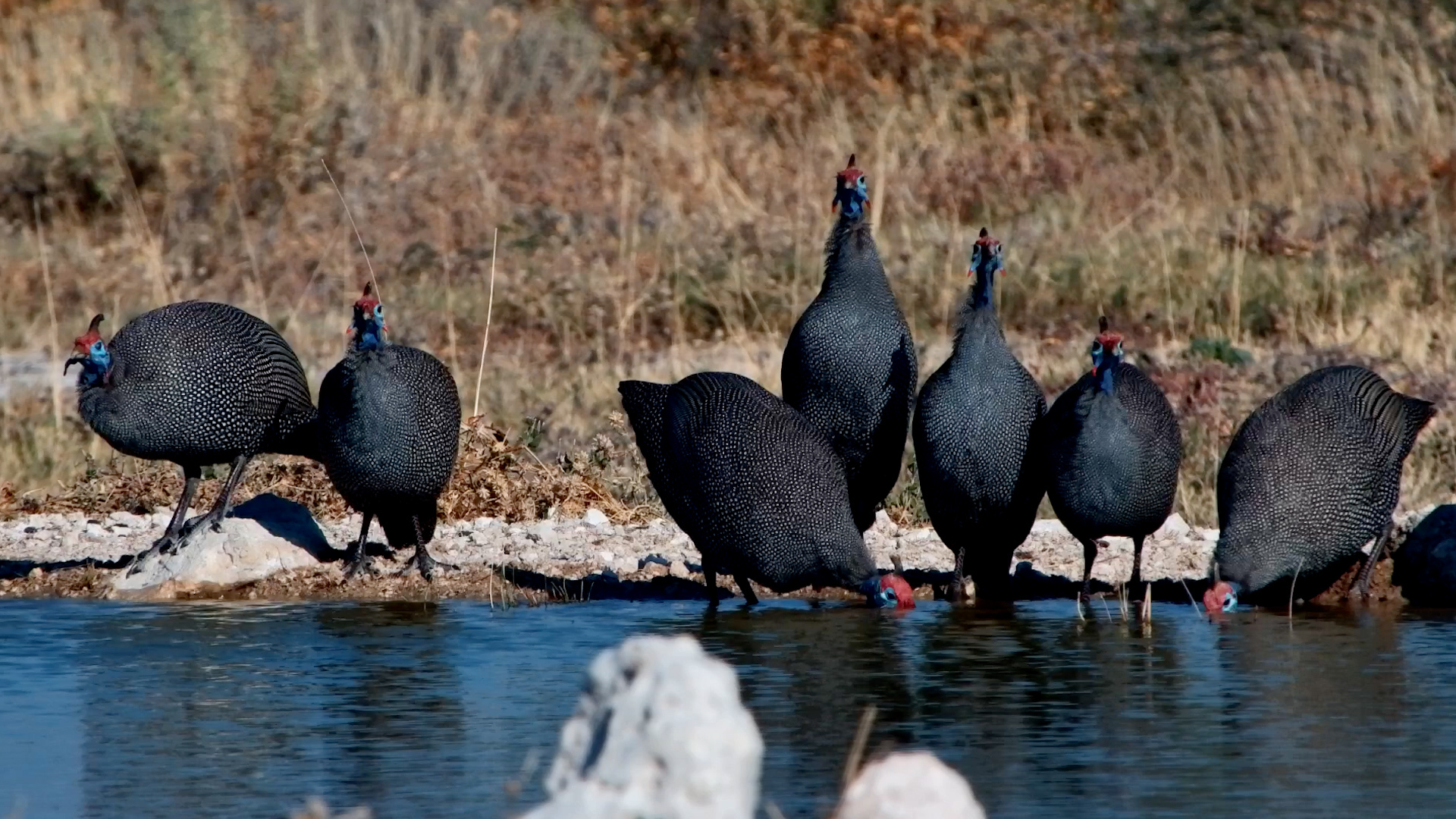 Watch How Guineafowl Drink Without Letting Their Guard Down