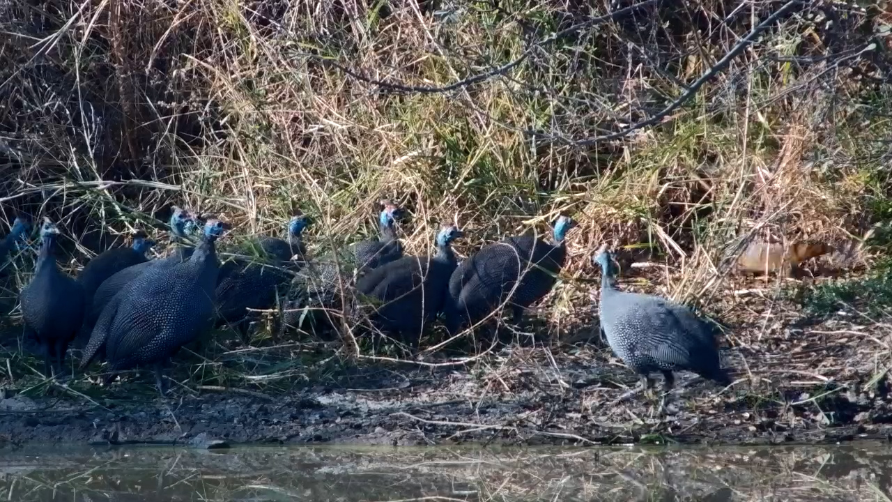 Guineafowl Get a Surprise Little Visitor
