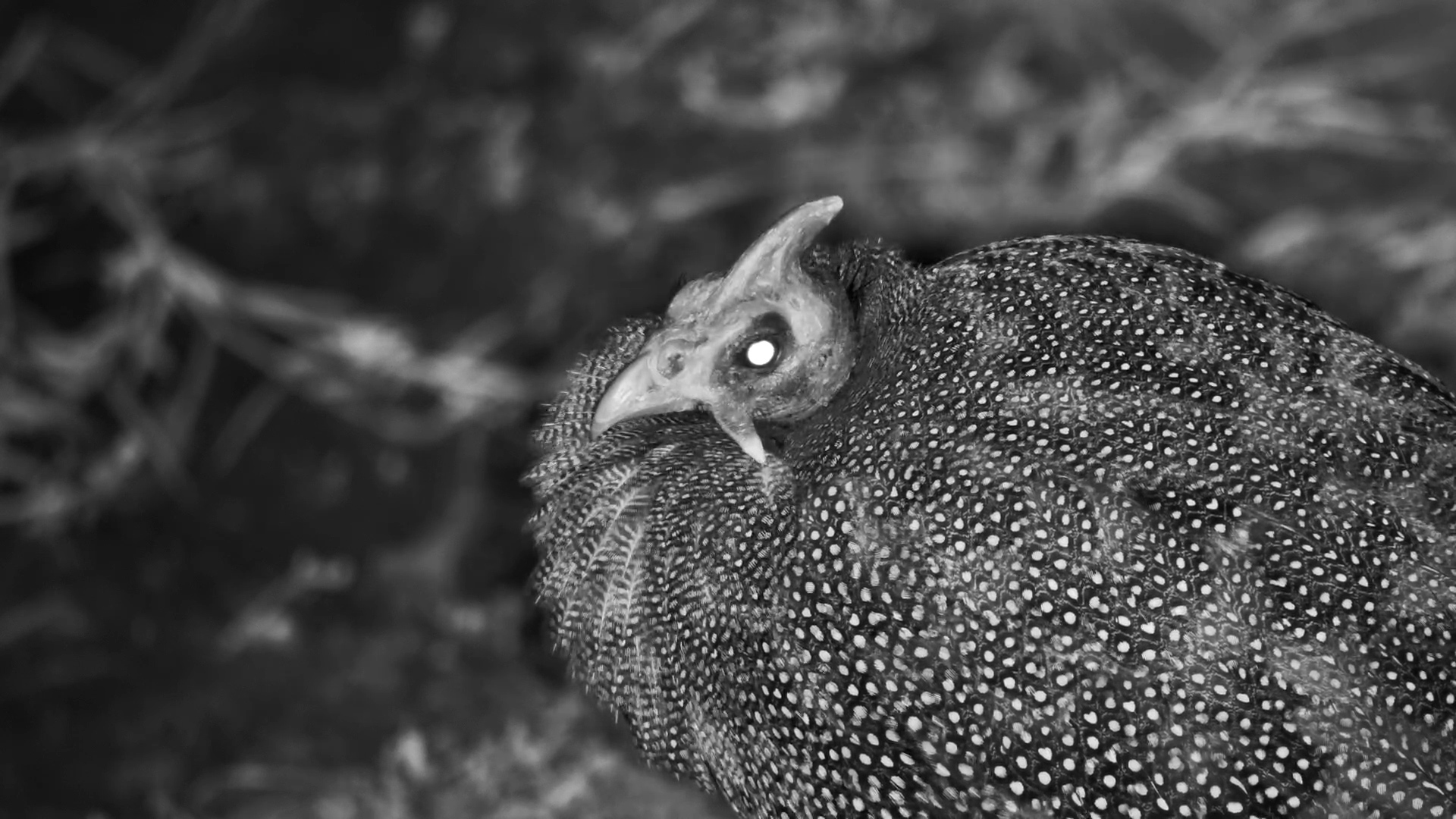 Close-Up Guinea Fowl in Infrared Is Weirdly Fascinating