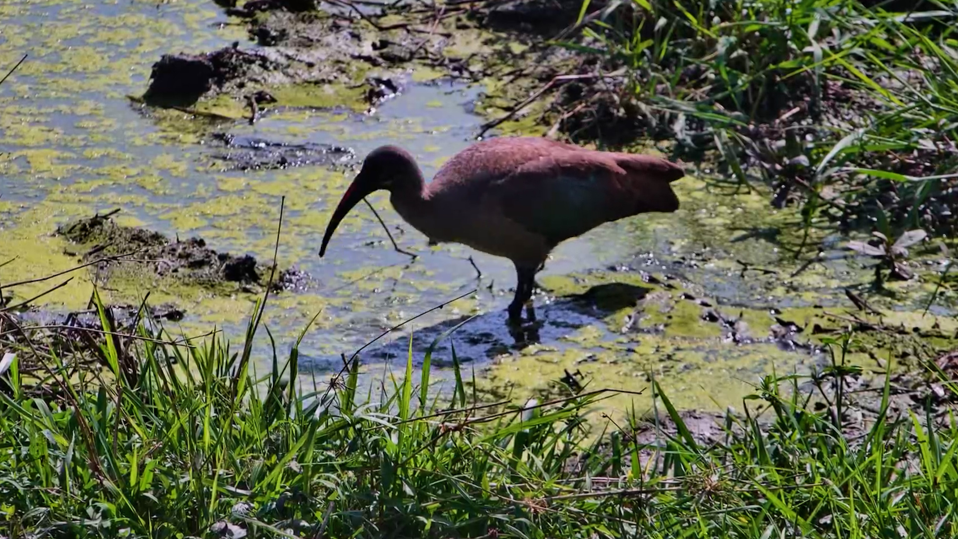 Solitary Hadeda Searches the Mud for a Meal