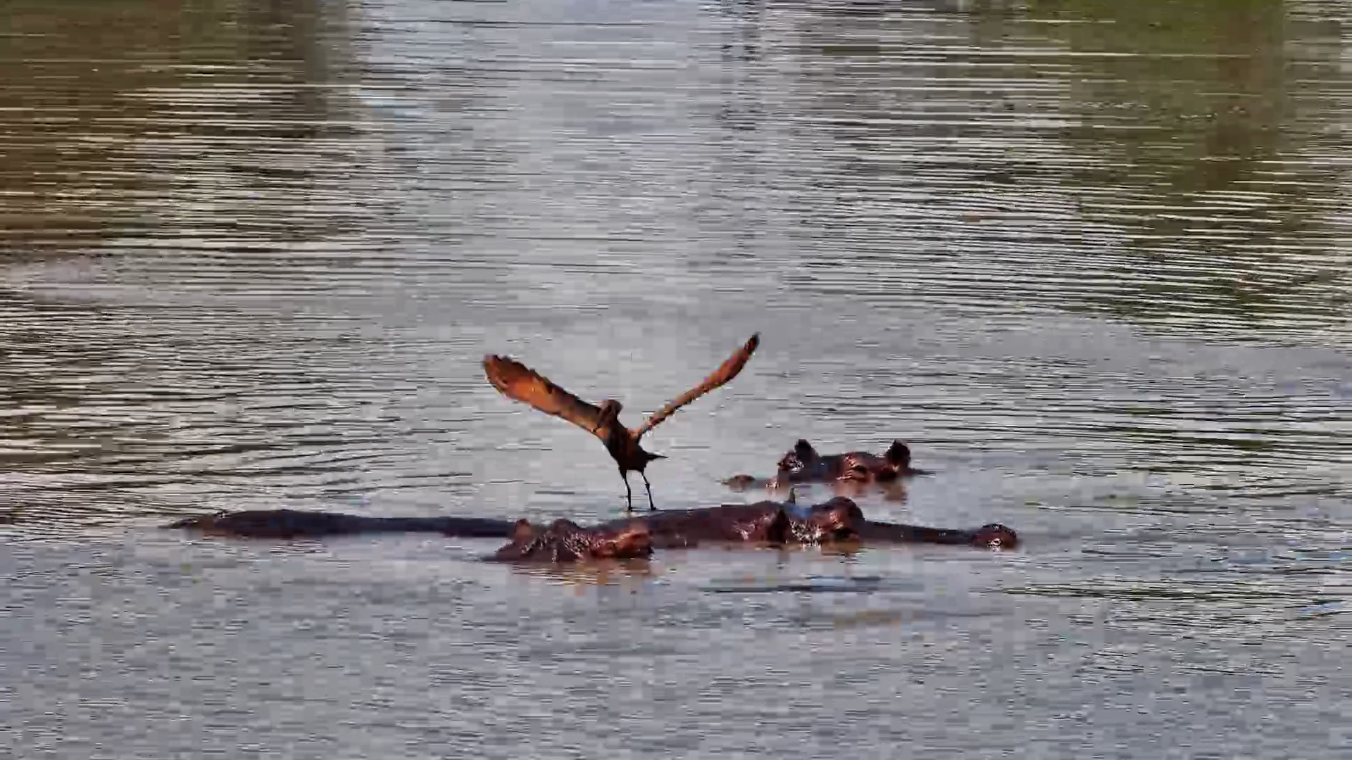 Hammerkop Tries to Stay Afloat on Hippos