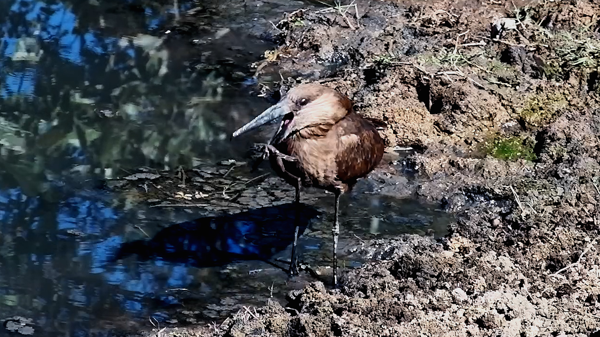Will This Hamerkop Ever Swallow That Frog?