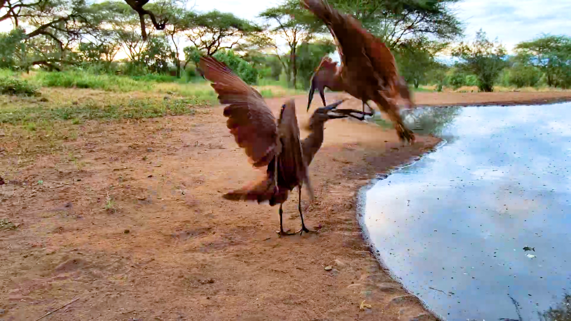What Are These Hamerkops Doing?!