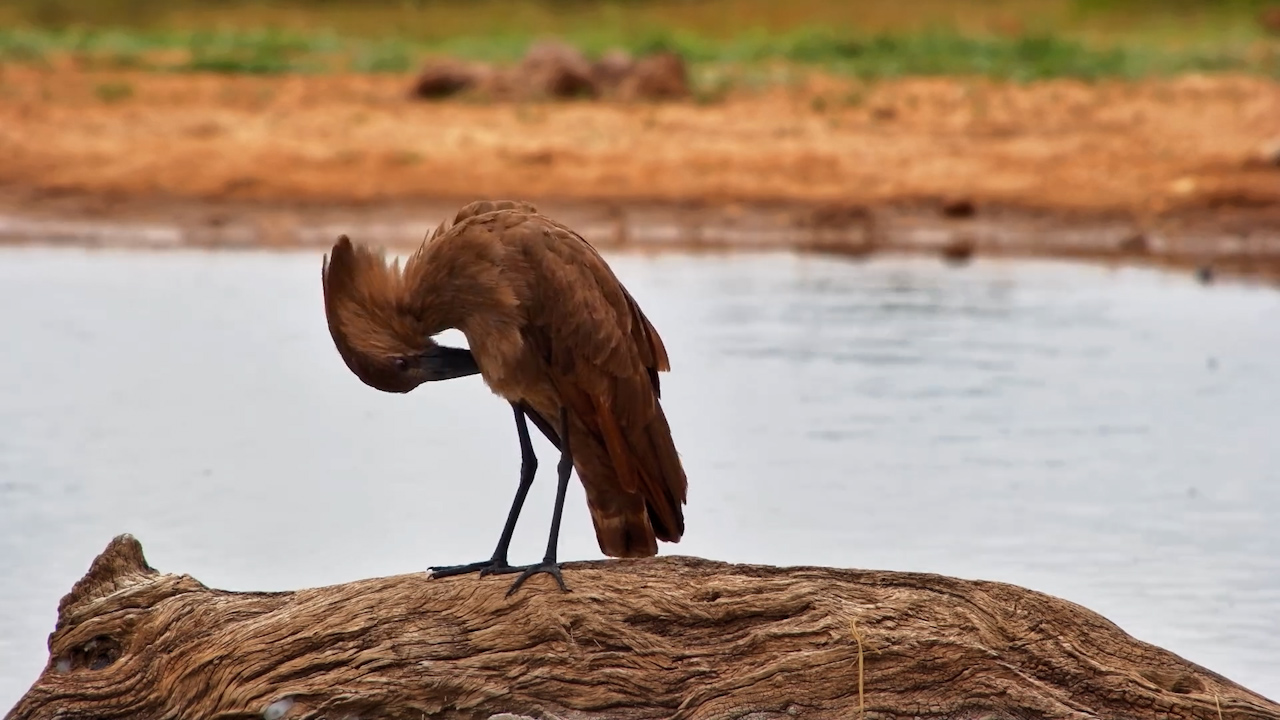 Hamerkop Grooming Feathers