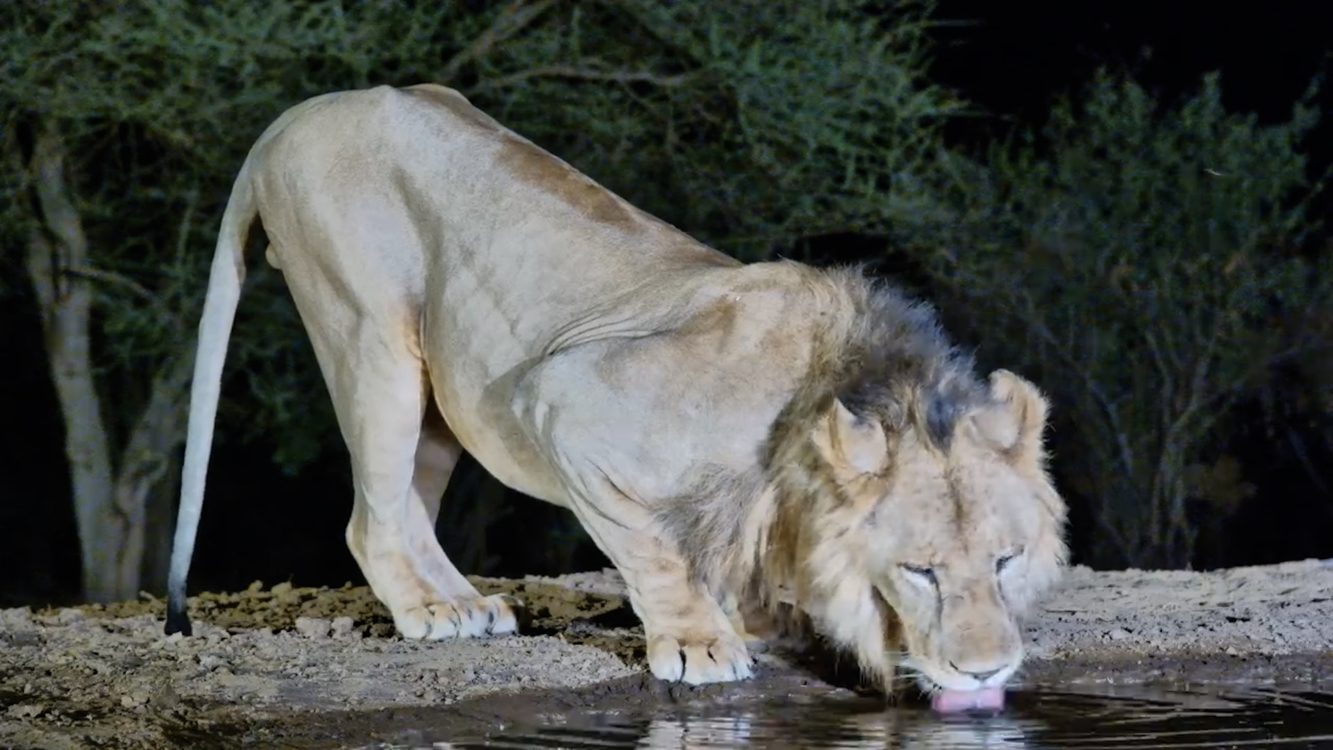Handsome Male Lion Enjoys a Drink at Lentorre