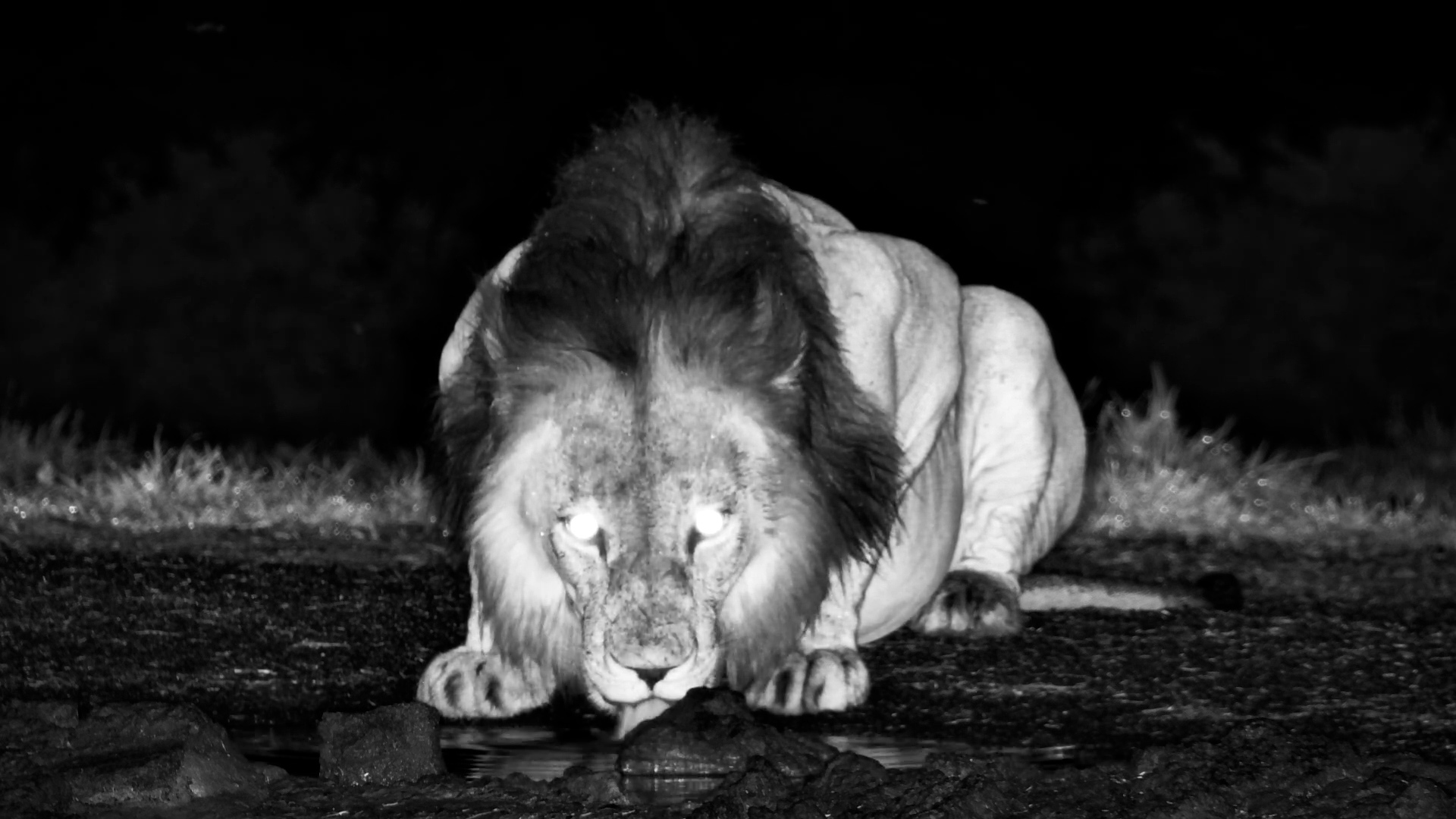 Majestic Male Lion Calls Into the Night at ol Donyo