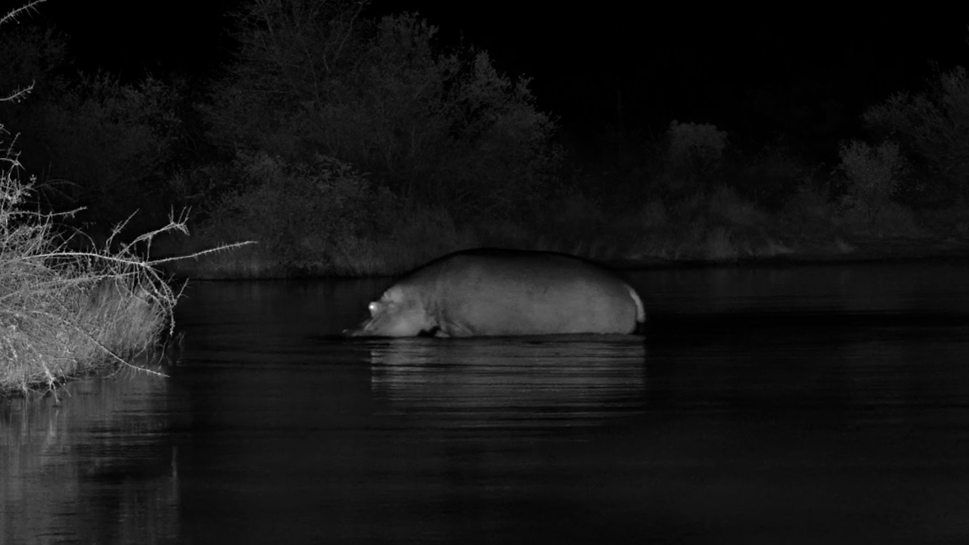 The Waterhole Never Sleeps