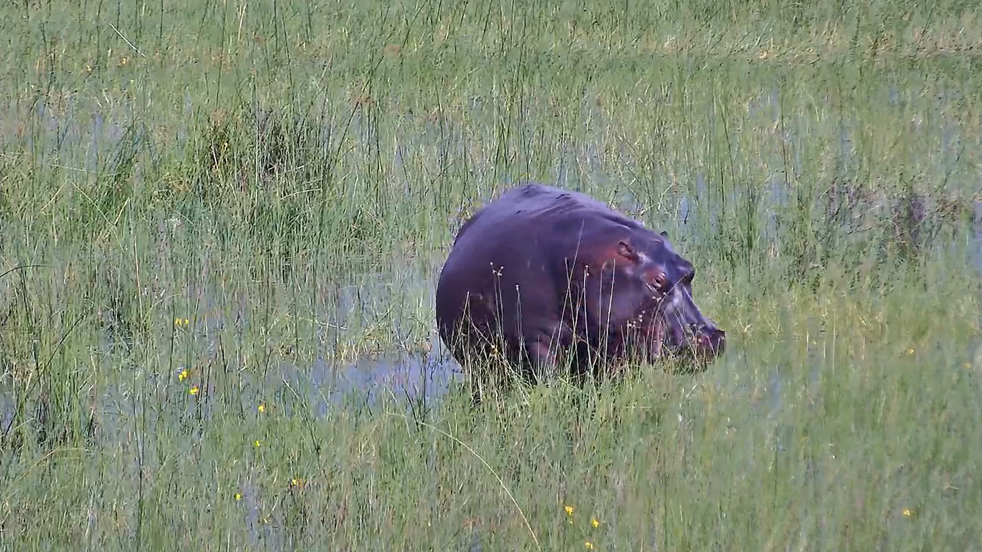 Hippos Grazing in The Daylight
