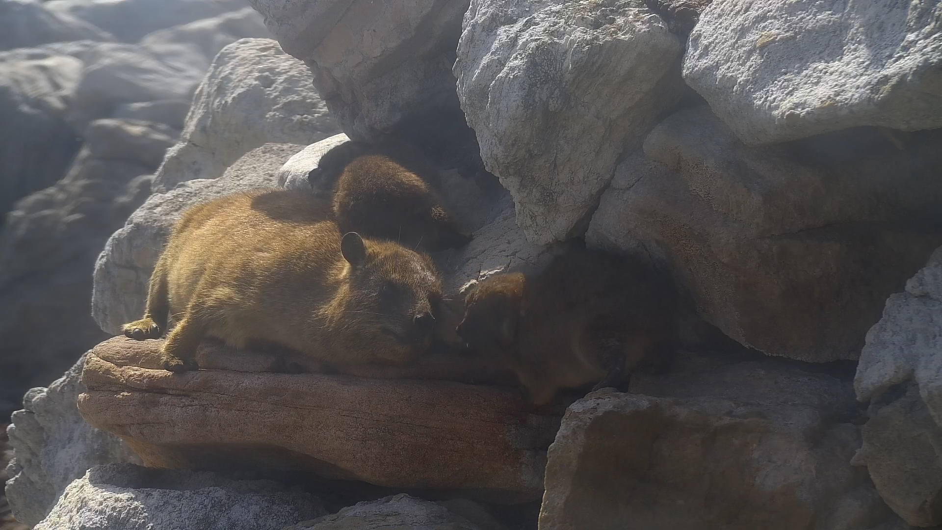 Rock Hyrax Babies Climb All Over Mom