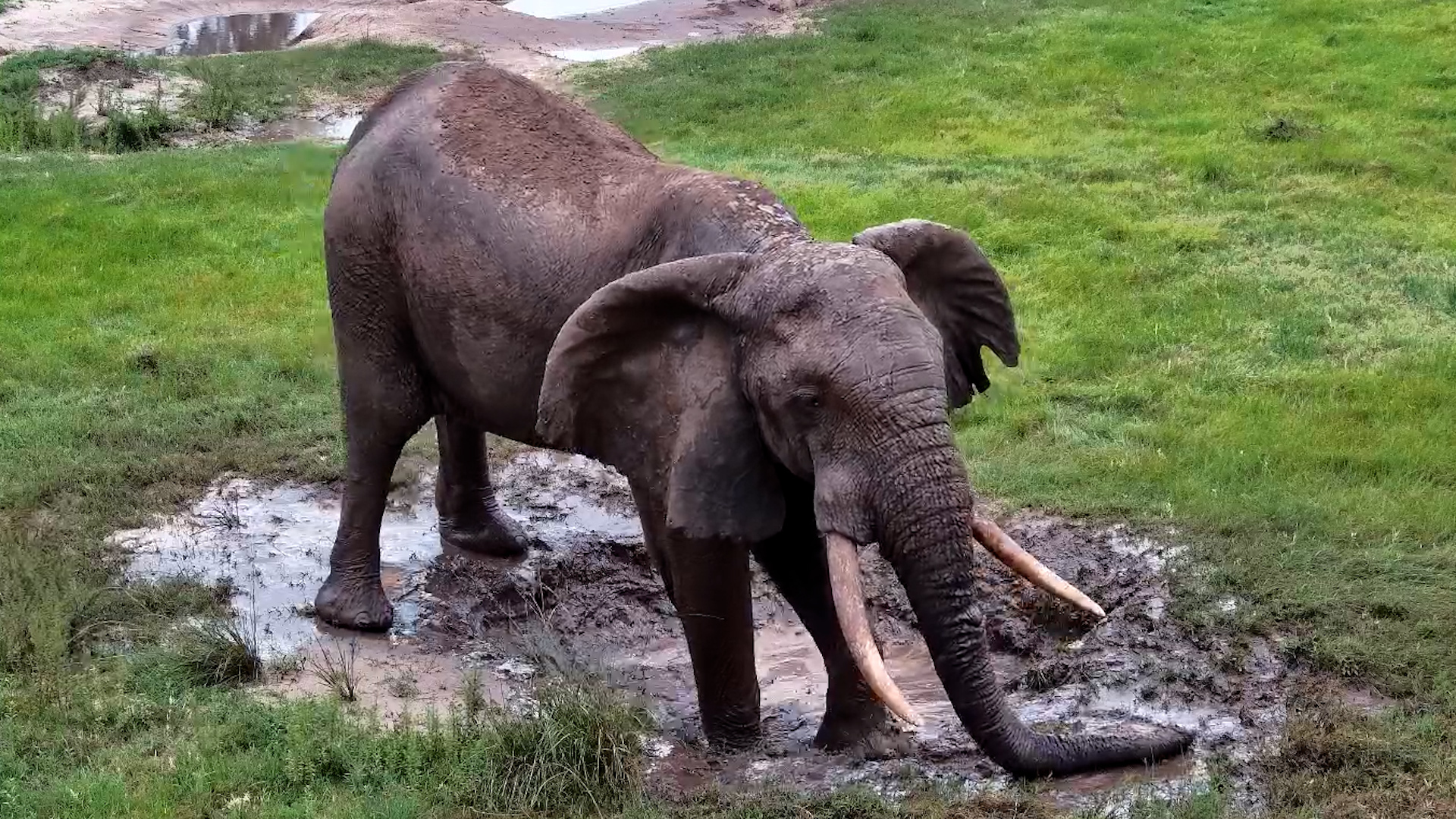 Elephant Bull Makes a Big Splash!