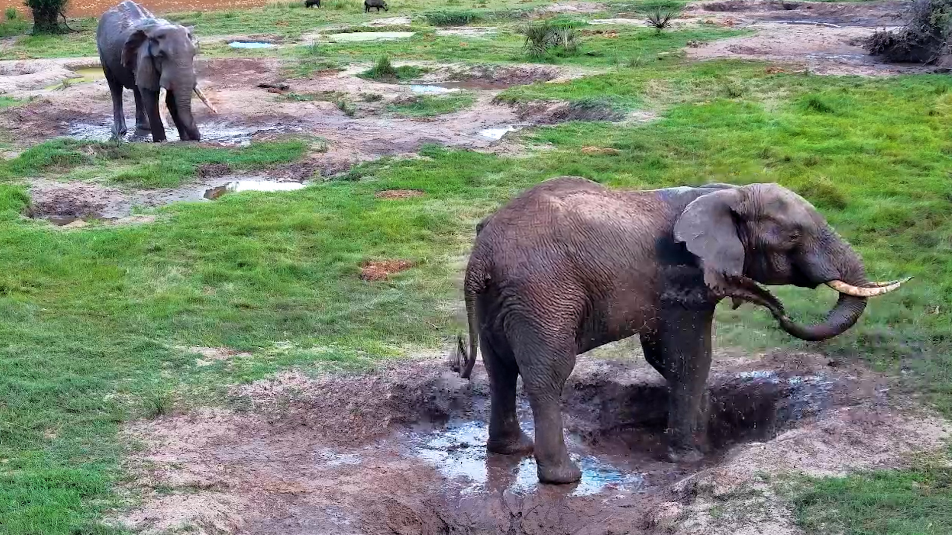 Nothing Makes Elephants Happier Than Mud