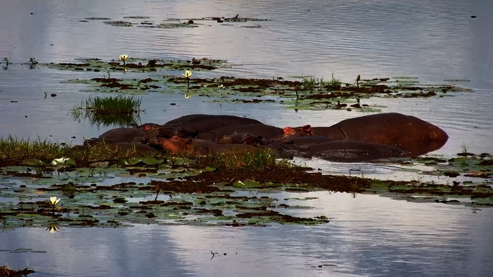 Relaxed Hippo Pod Enjoys a Peaceful Afternoon