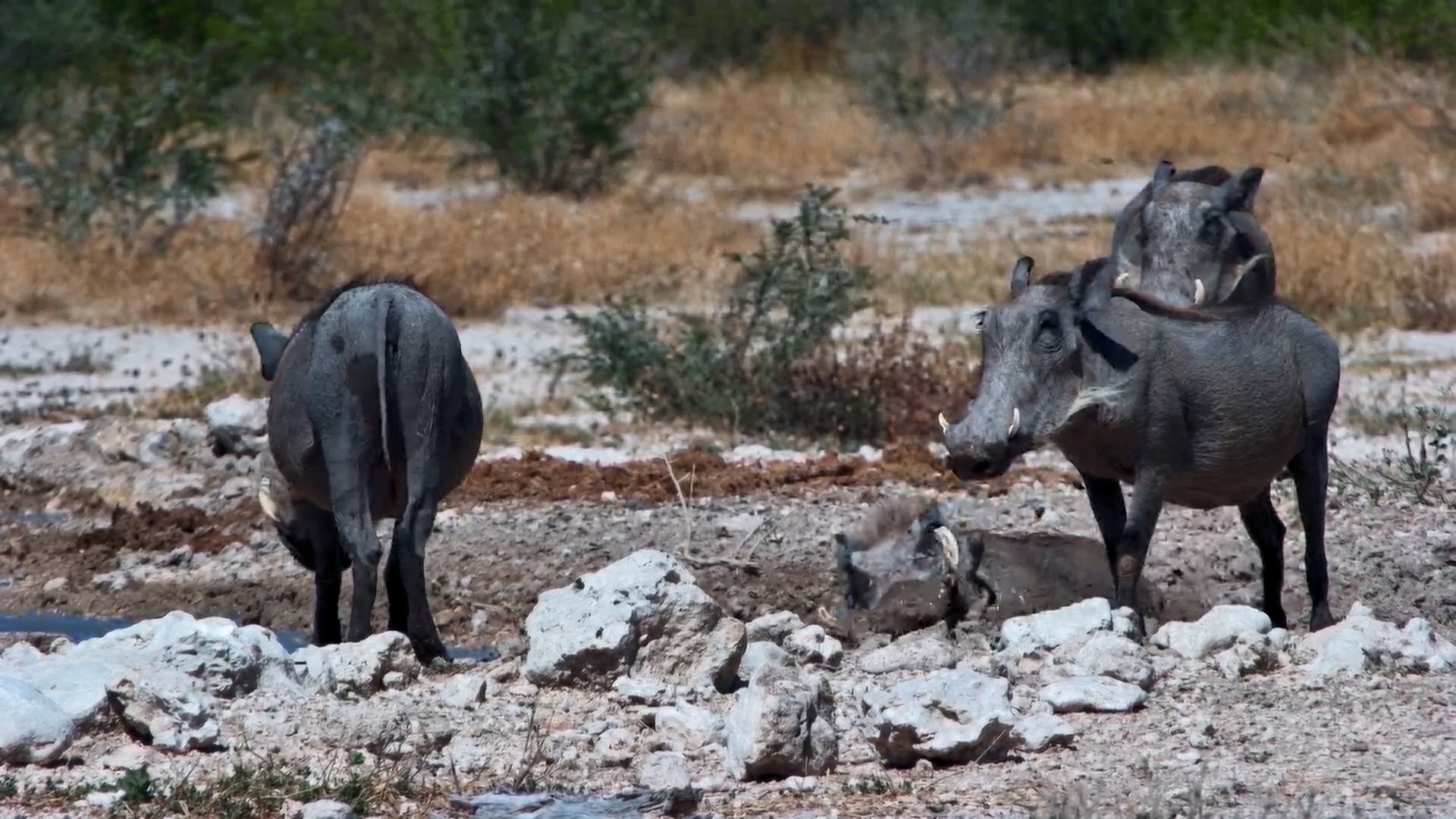 Warthog Family Time