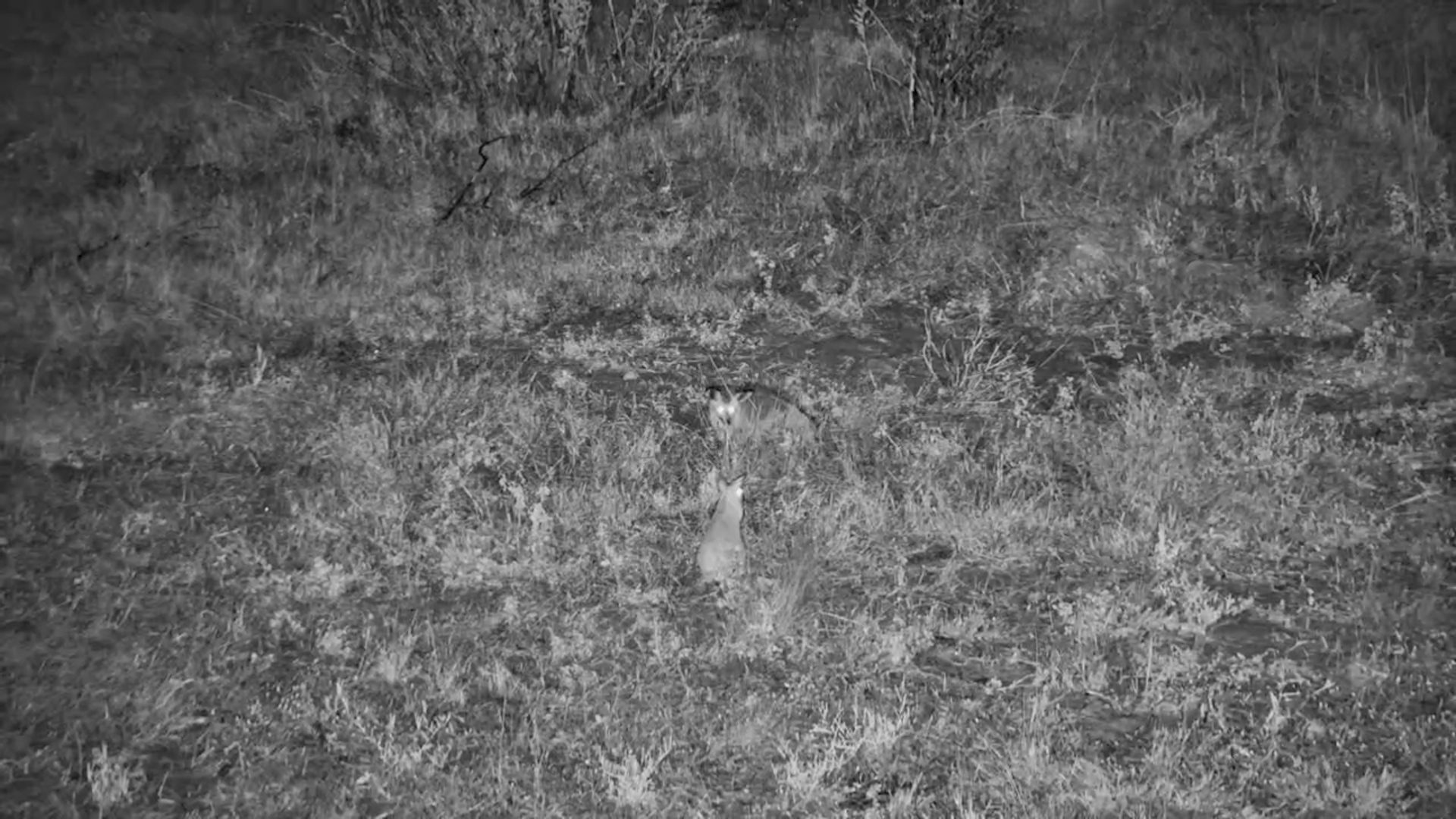 Fox Jumps… Springhare Instantly Bolts