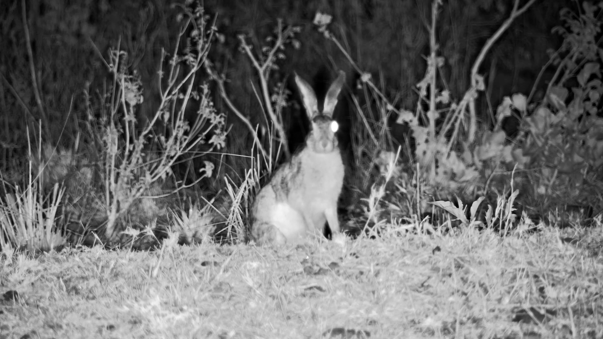 One-Eyed Savannah Hare Feeding in the Night
