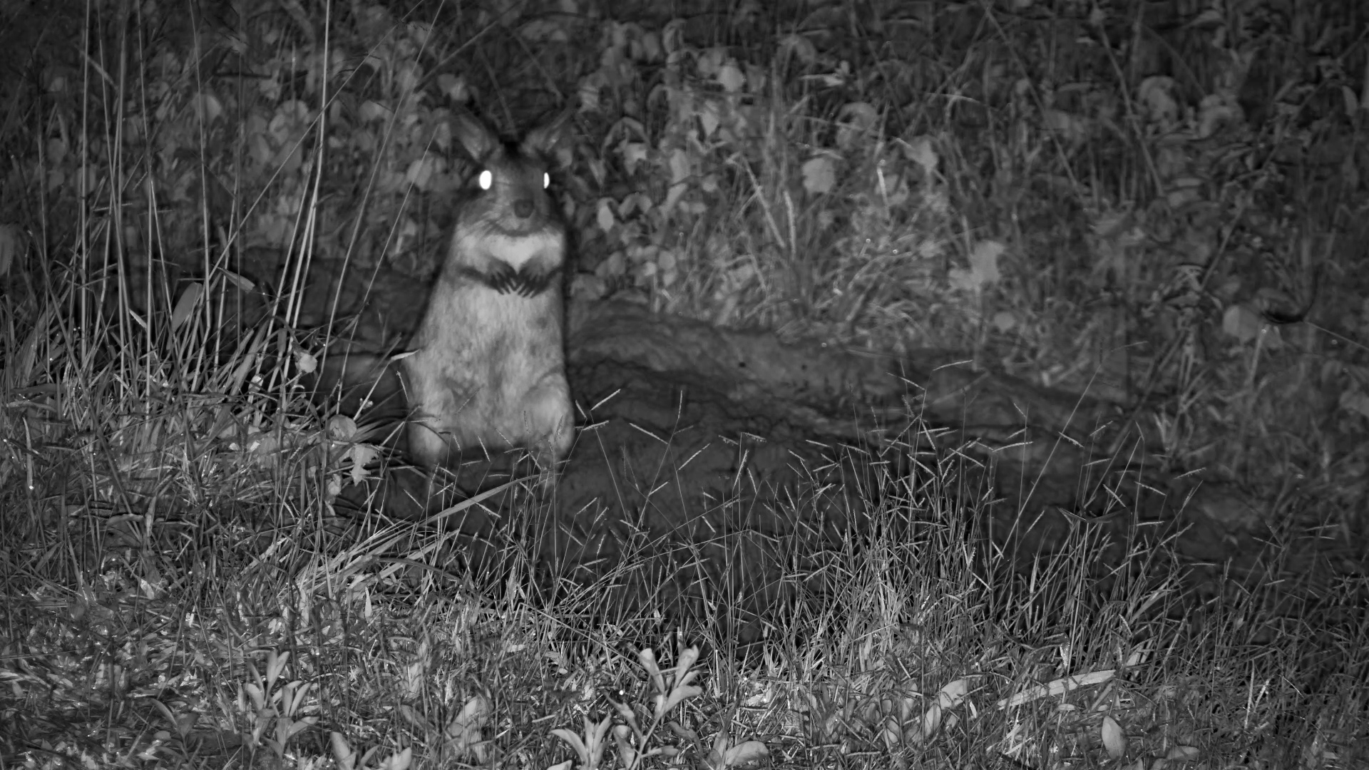 Burrow Time! Springhare at Work