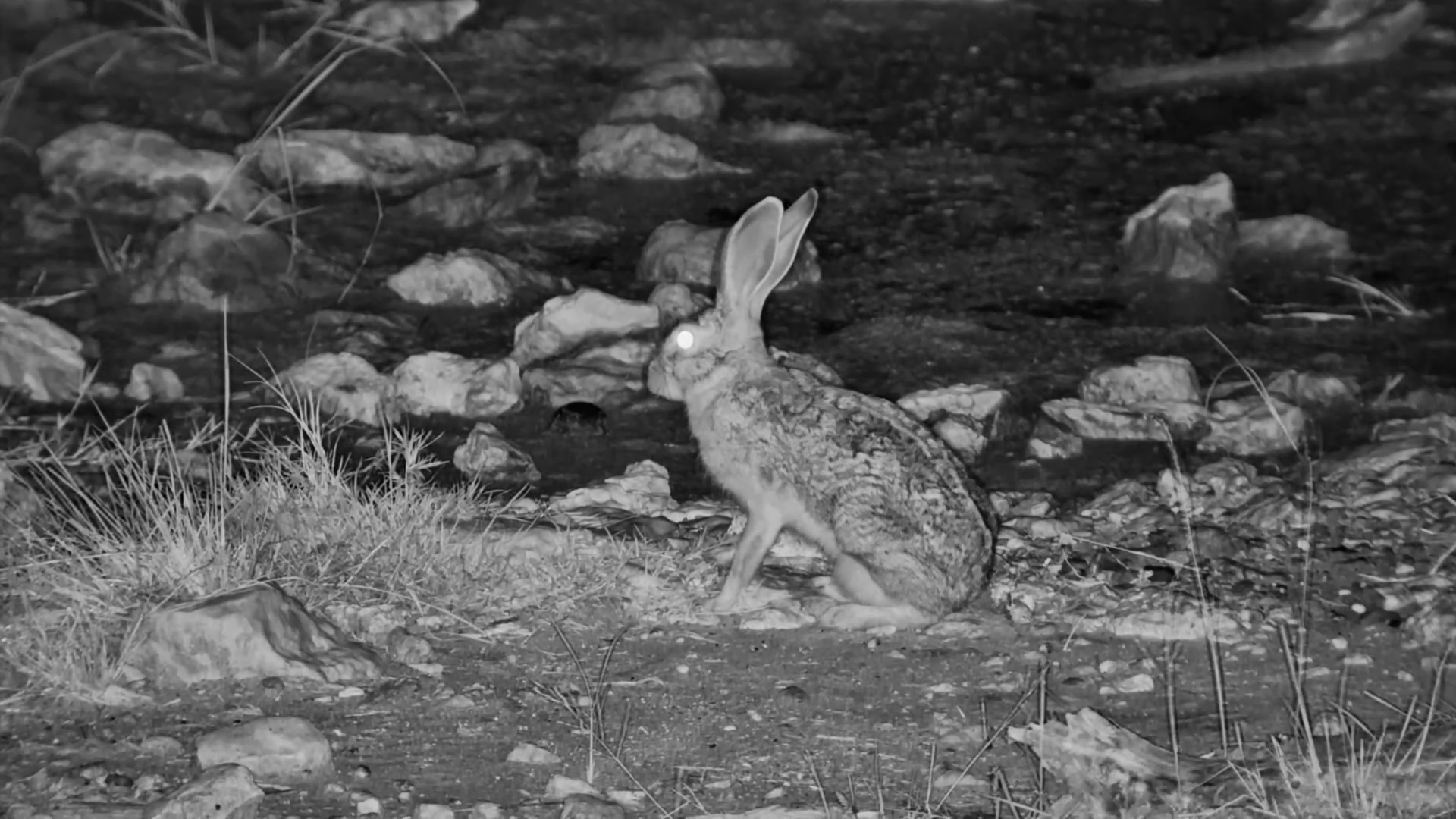 A Lone Hare Out At Night