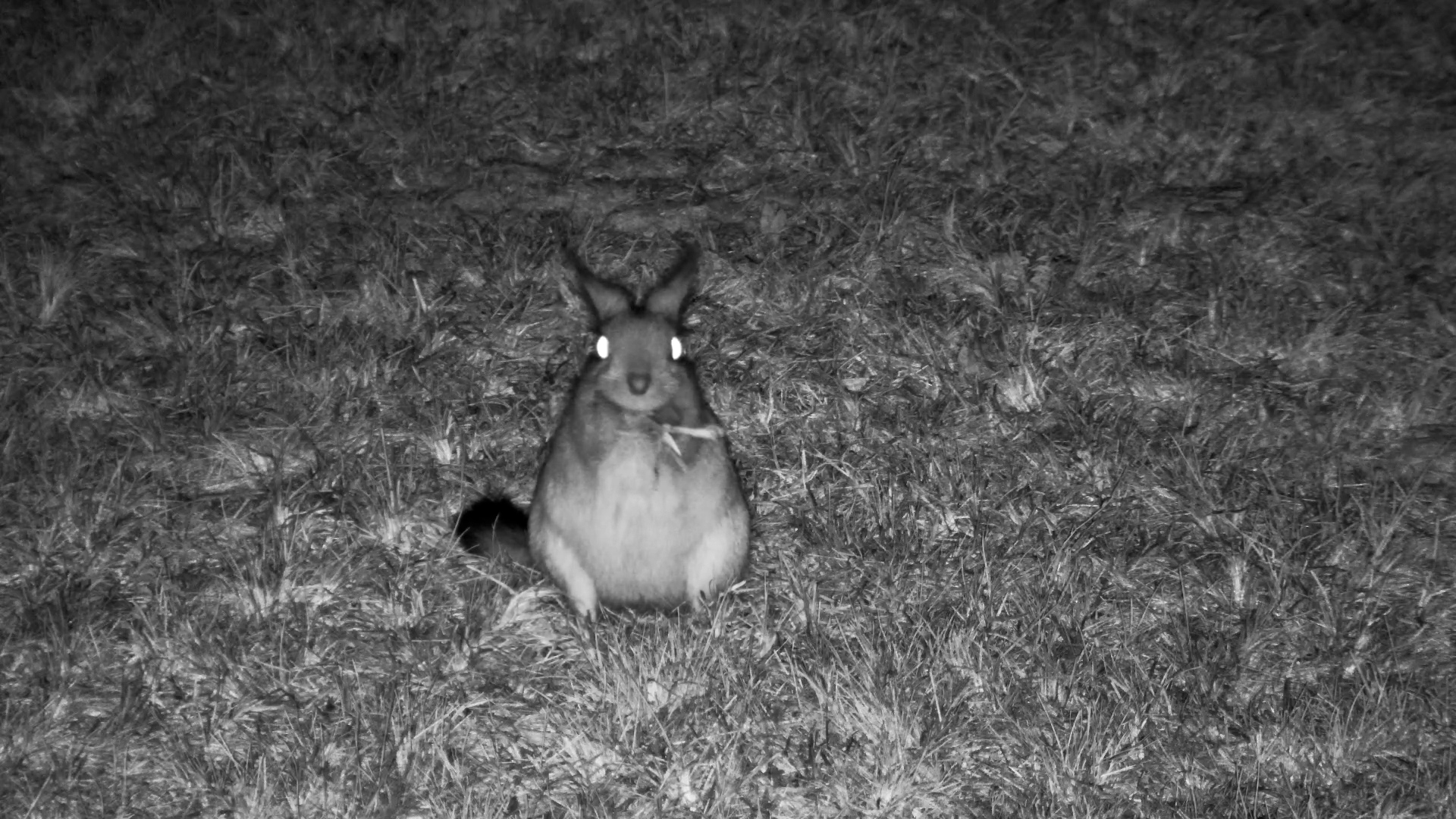 This Springhare Looked Like a Tiny Kangaroo