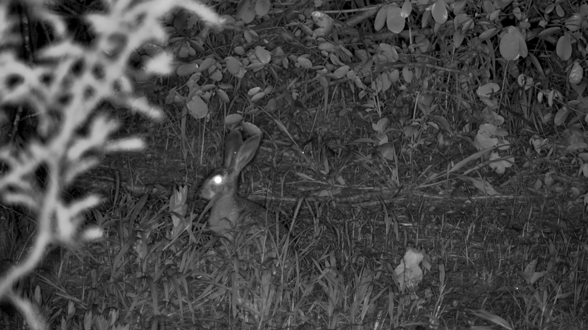 Scrub Hare Grazes in the Night