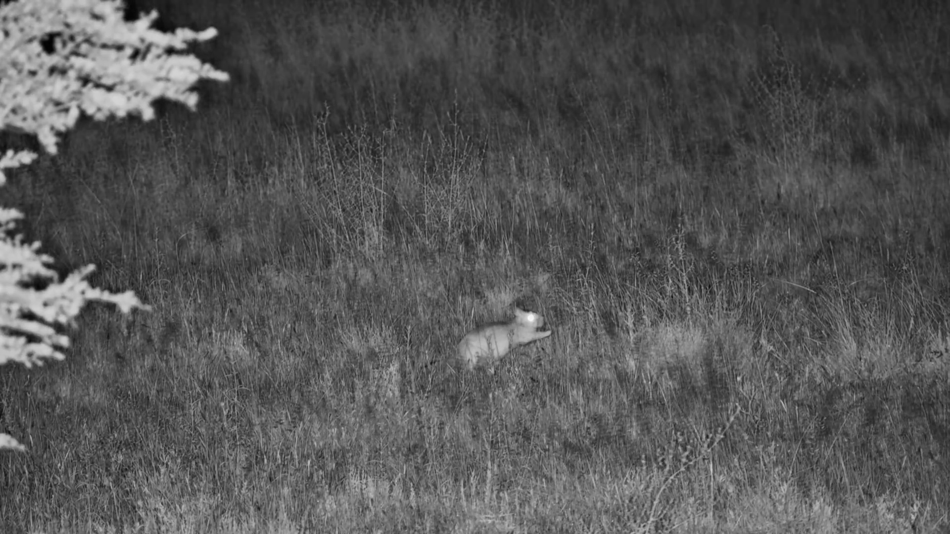 Nocturnal Springhare Activity in the Kalahari