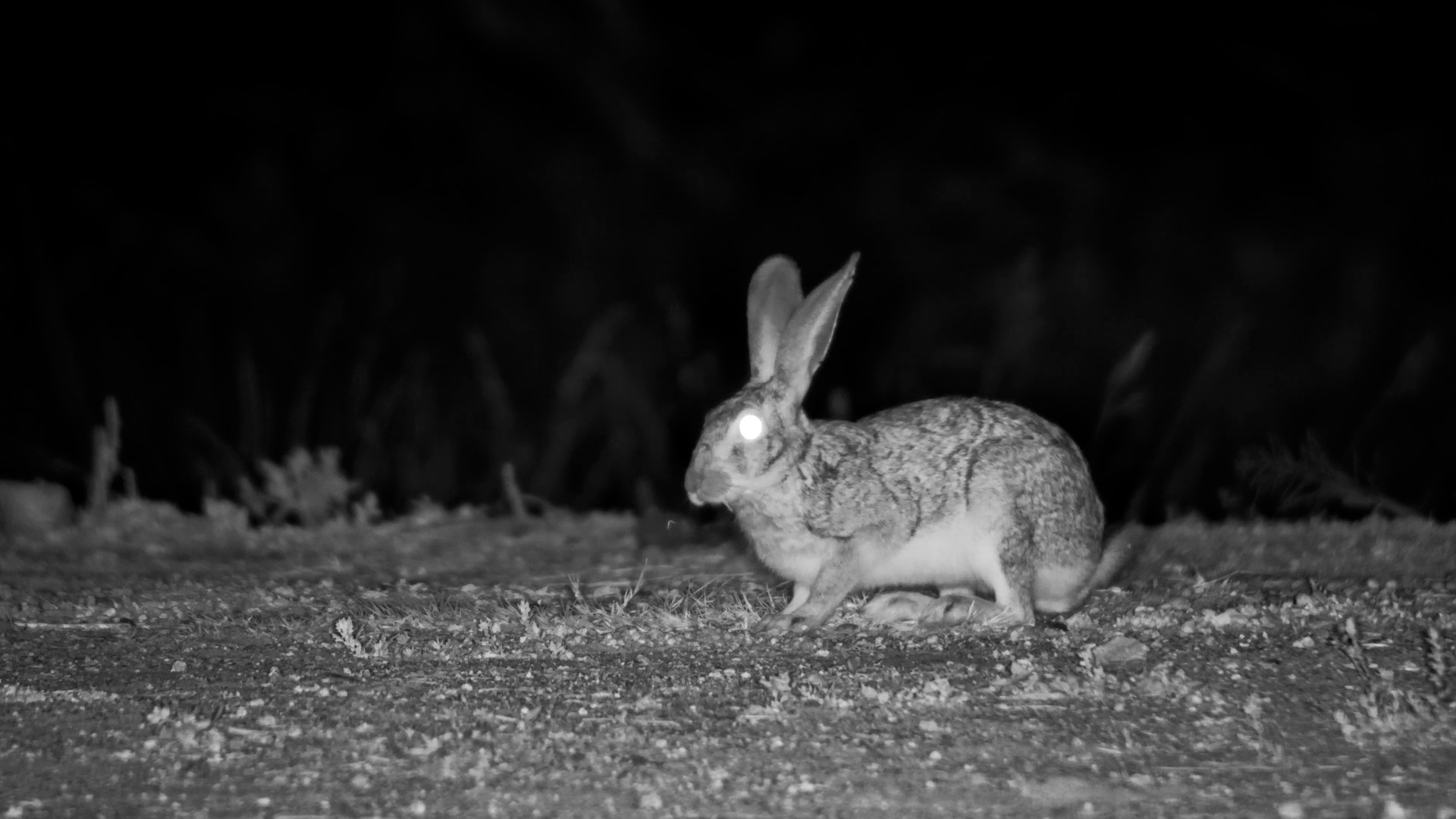 Scrub Hare's Midnight Snack