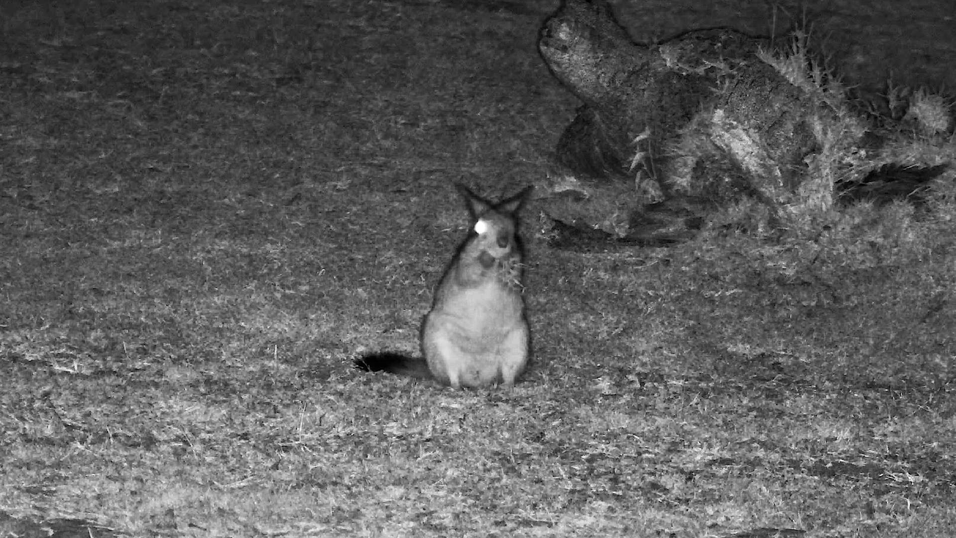 A Springhare Appears After Dark