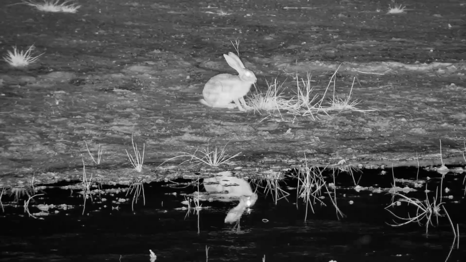 Cape Hare at the Water