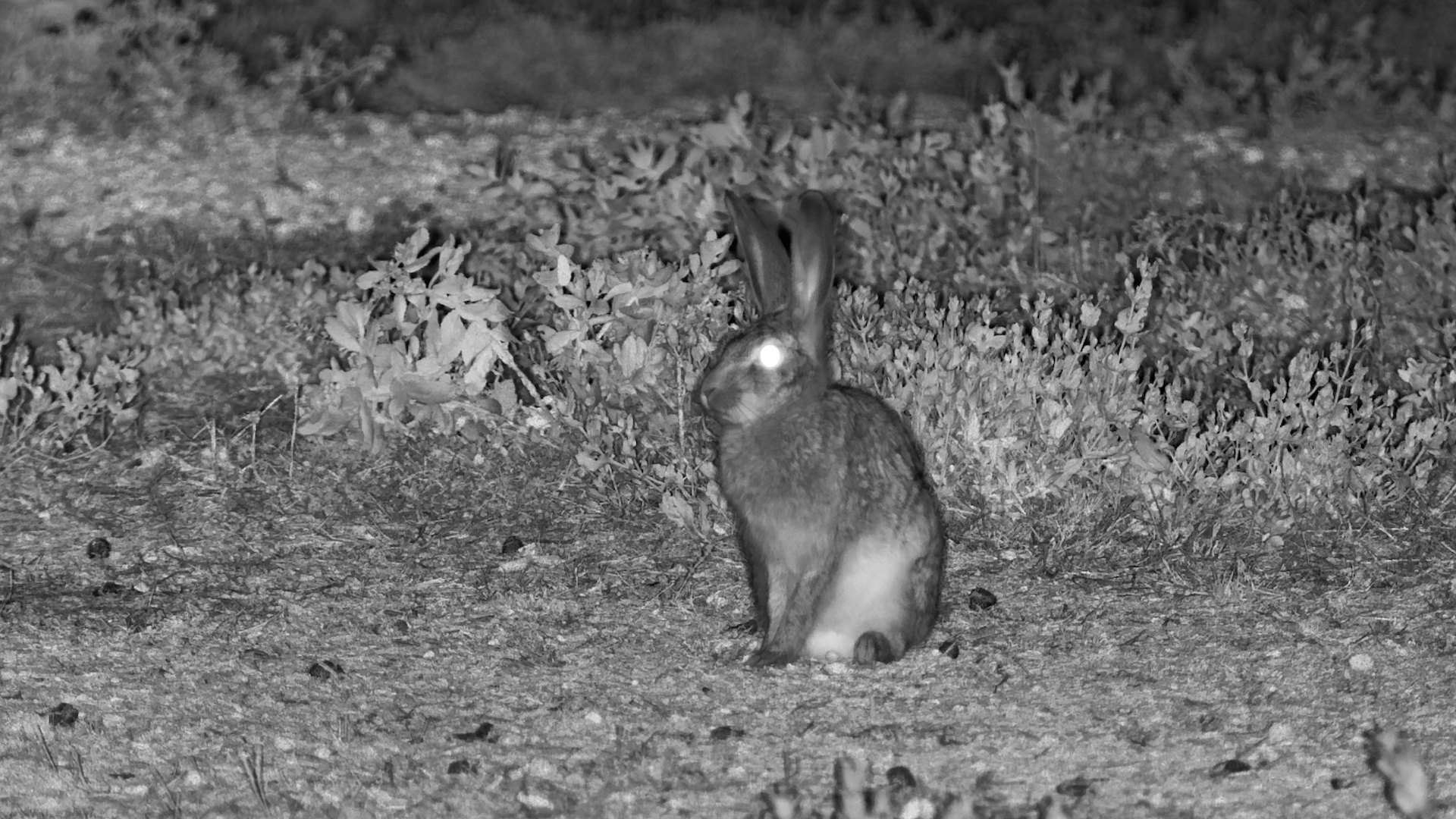One Very Clean Hare After Dark