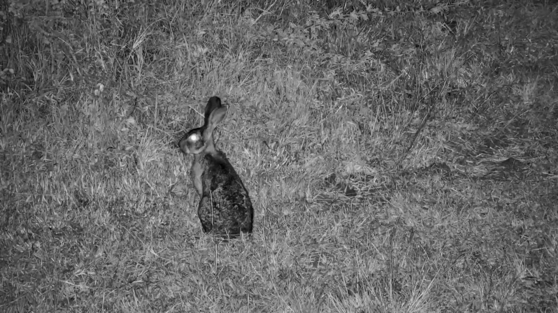 This Hare Is All Ears