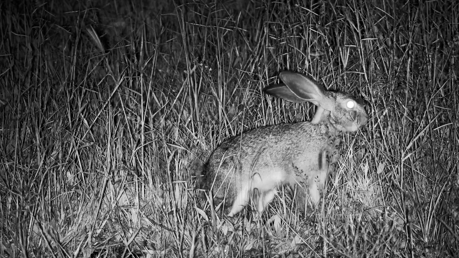 Savannah Hare Grazing at Night