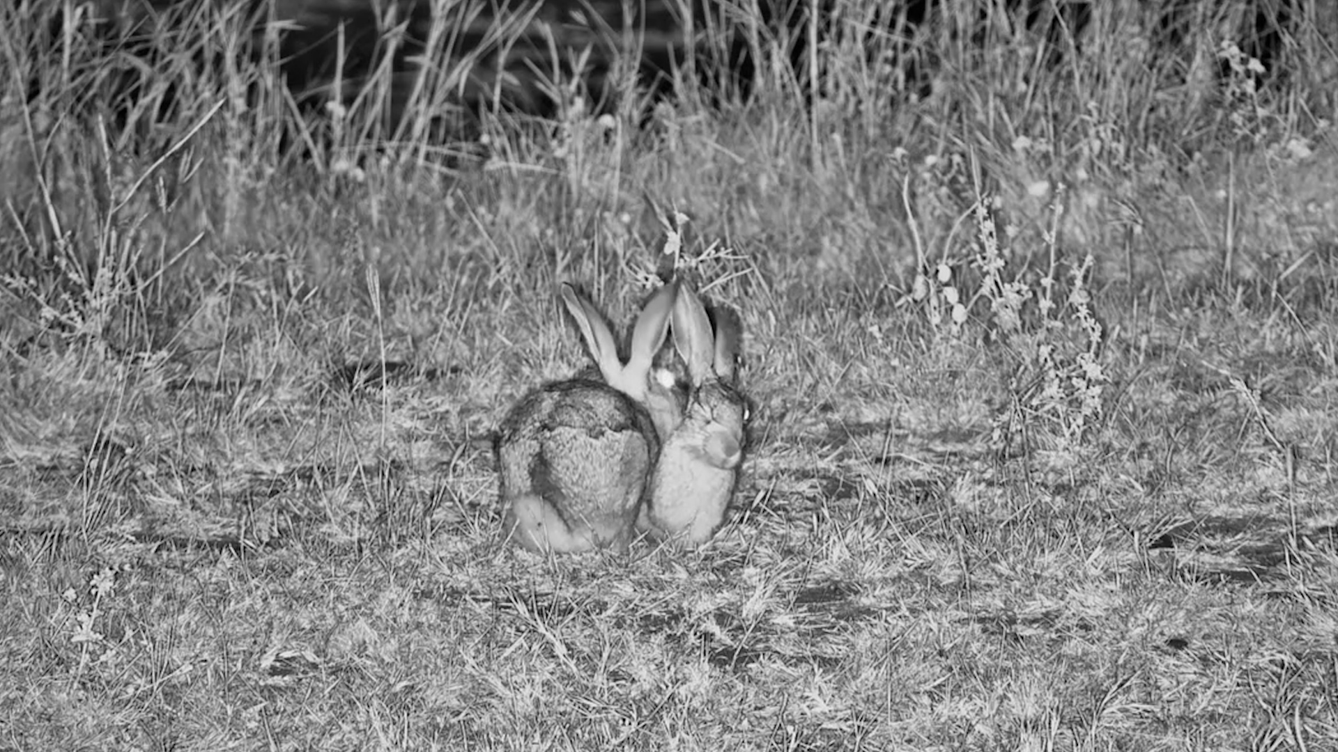 Playful Hares in the Dark