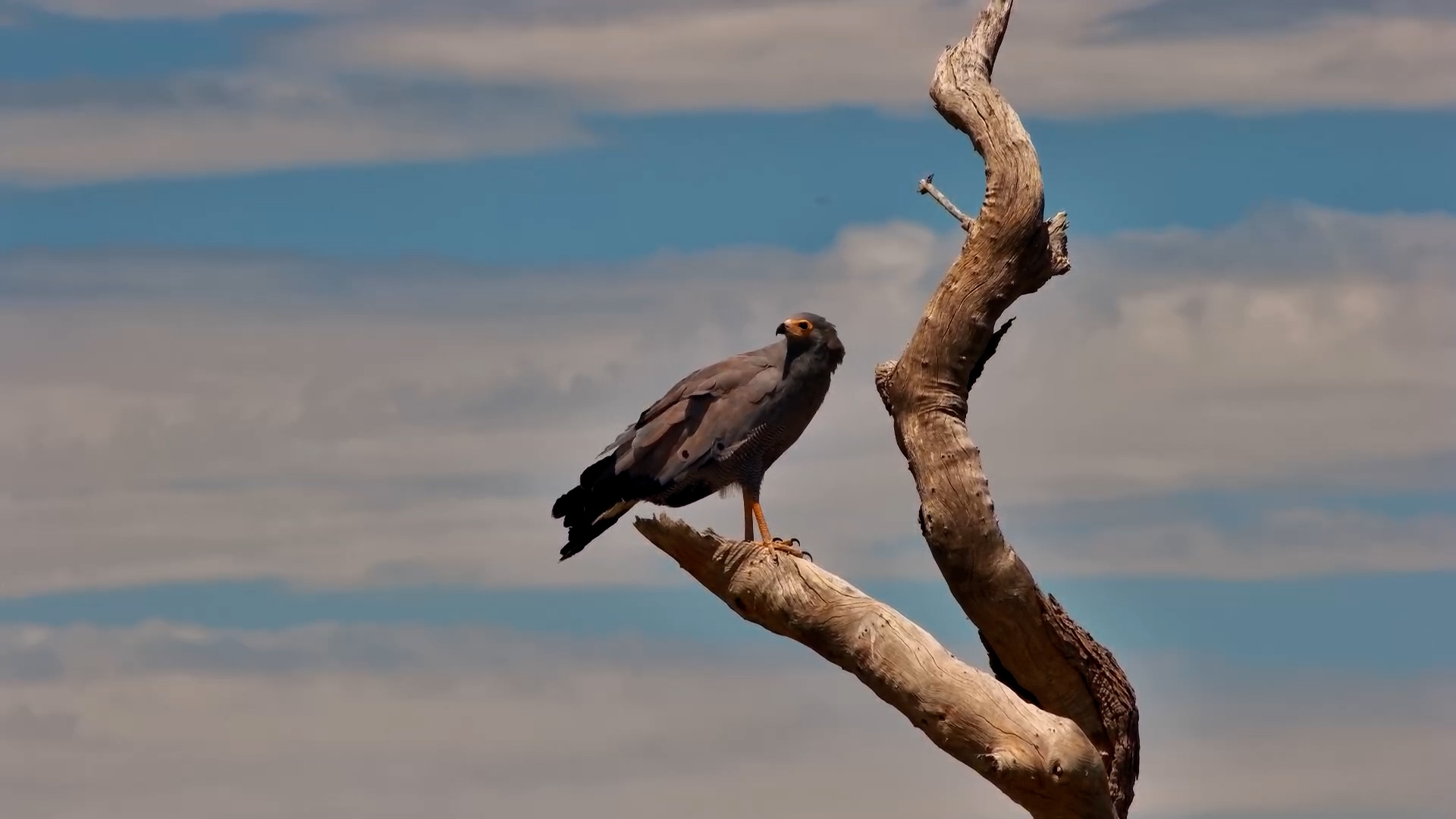 Eyes on the Prize | African Harrier-Hawk at Safarihoek